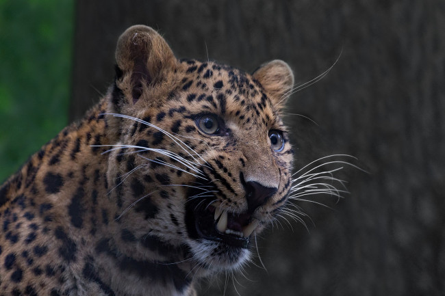 Обои картинки фото животные, леопарды, хищник