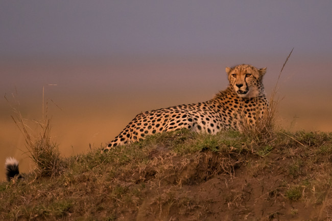 Обои картинки фото животные, гепарды, хищник