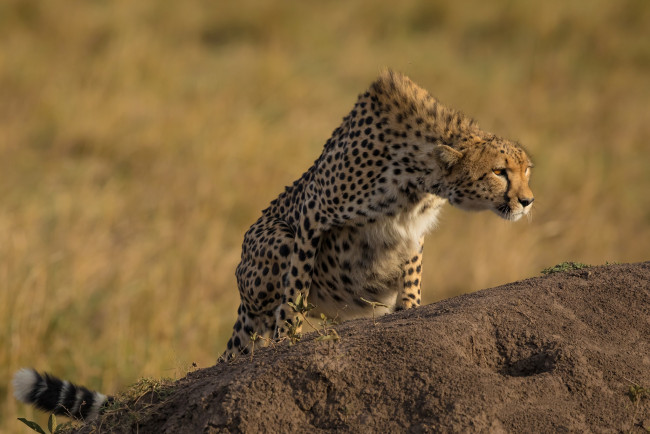 Обои картинки фото животные, гепарды, хищник