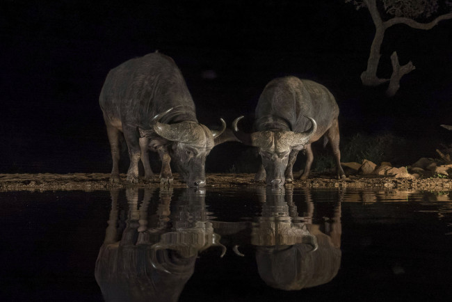 Обои картинки фото животные, коровы,  буйволы, буйволы