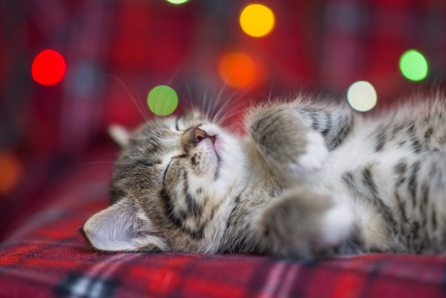 Обои картинки фото животные, коты, котенок, пушистый, спит, боке, eygenei, eg