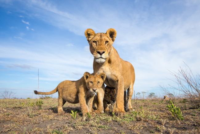 Обои картинки фото животные, леопарды, хищник