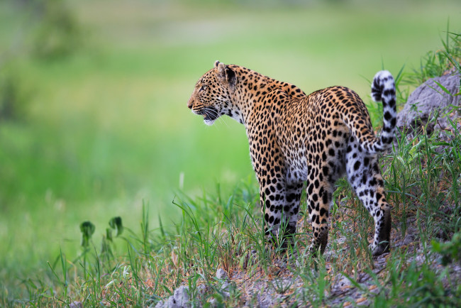 Обои картинки фото животные, леопарды, хищник