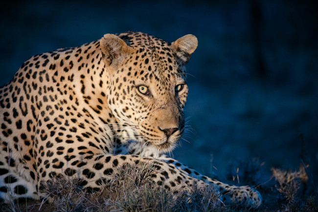 Обои картинки фото животные, леопарды, хищник