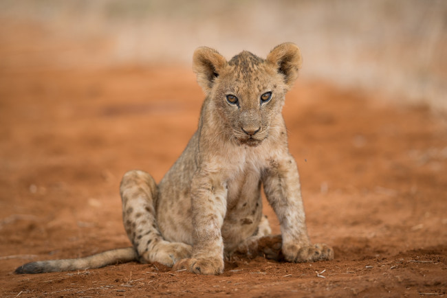 Обои картинки фото животные, львы, хищник