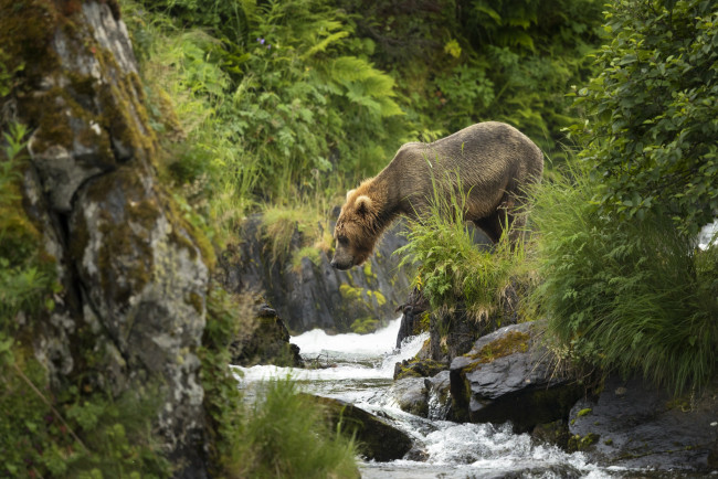 Обои картинки фото животные, медведи, хищник