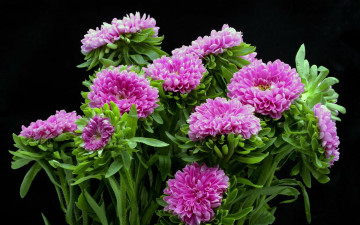 Картинка цветы астры розовые