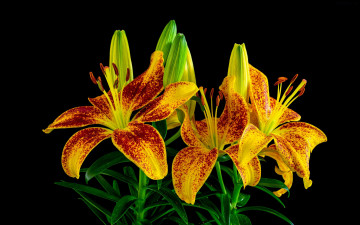 Картинка цветы лилии +лилейники