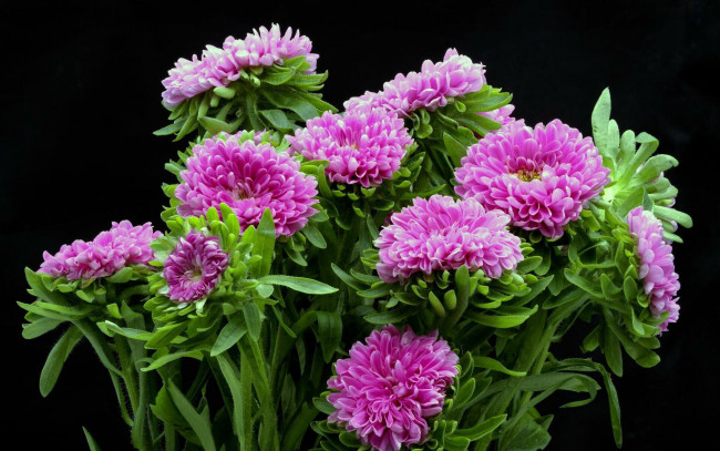 Обои картинки фото цветы, астры, розовые