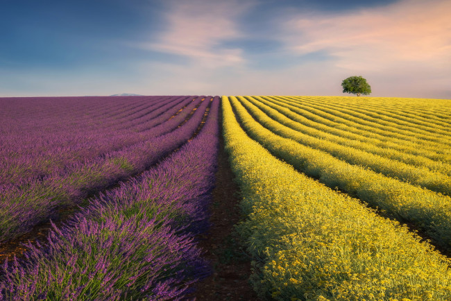 Обои картинки фото природа, поля, поле, небо, лаванда