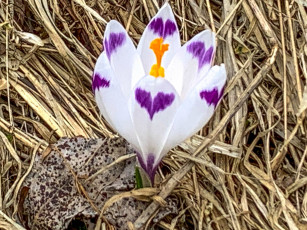 Картинка цветы крокусы двухцветный крокус макро весна