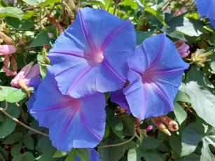 обоя цветы, вьюнки,  ипомеи, синий, макро