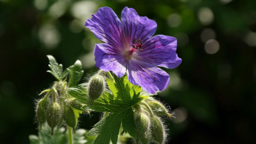 обоя цветы, герань, луговая, лиловая