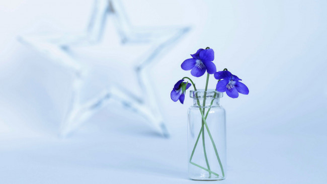 Обои картинки фото цветы, фиалки, букетик, синие