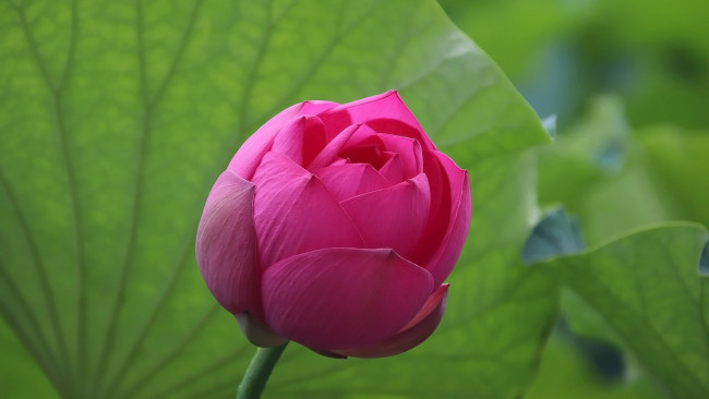 Обои картинки фото цветы, лотосы, розовый, лотос, бутон