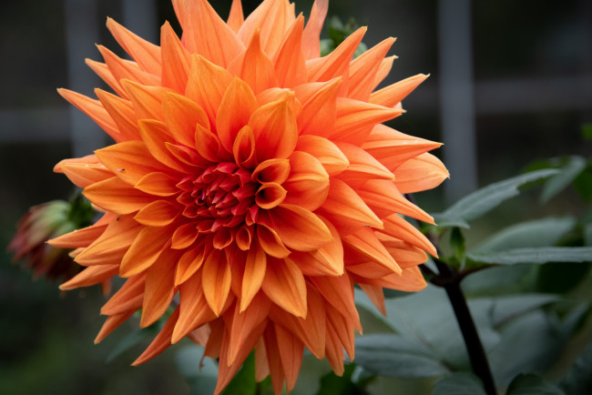 Обои картинки фото цветы, георгины, макро, георгин, персиковый