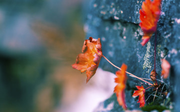 Картинка природа листья осень