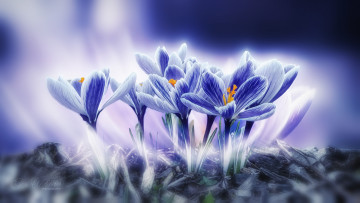 Картинка разное компьютерный+дизайн крокусы