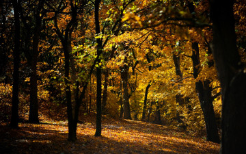 Картинка природа лес осень листья