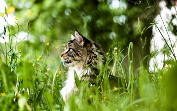 Картинка животные коты кот голова трава