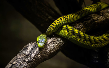 Картинка животные змеи +питоны +кобры змея зеленая ветка