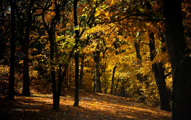 Обои картинки фото природа, лес, осень, листья