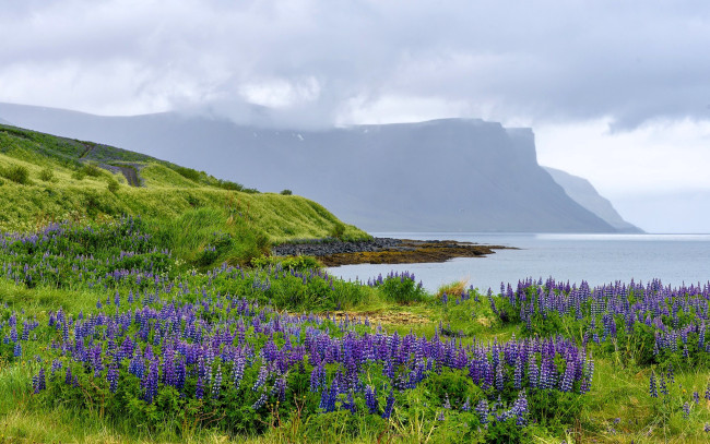 Обои картинки фото природа, побережье, горы, тучи, море, луг, цветы