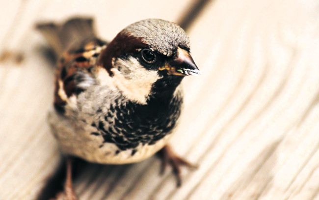 Обои картинки фото животные, воробьи, воробей, птица