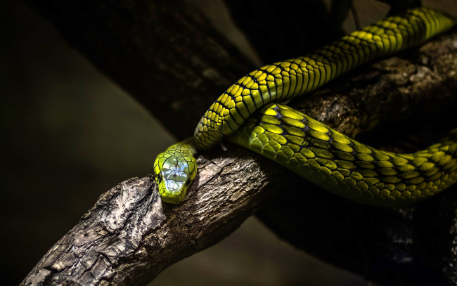 Обои картинки фото животные, змеи,  питоны,  кобры, змея, зеленая, ветка