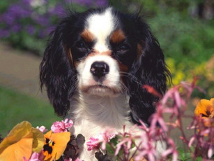 Картинка голосуйте за меня животные собаки