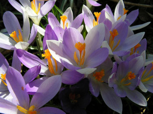 Картинка цветы крокусы