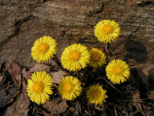 Картинка цветы луговые полевые