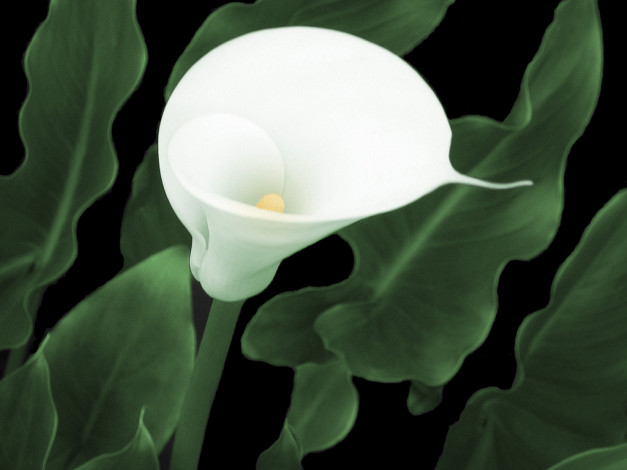 Обои картинки фото the, flower, цветы, каллы