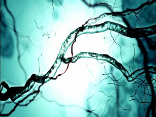 Картинка аниме appleseed