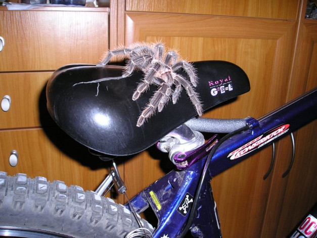 Обои картинки фото животные, пауки