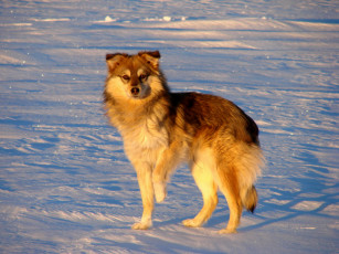 Картинка похож на волка животные собаки