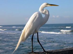 Картинка животные цапли