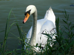 Картинка животные лебеди