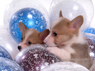 Картинка животные собаки