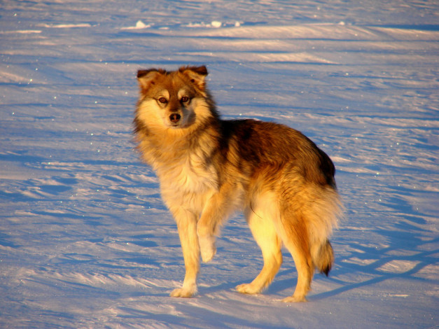 Обои картинки фото похож, на, волка, животные, собаки