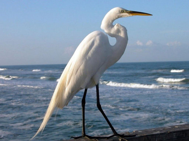 Обои картинки фото животные, цапли