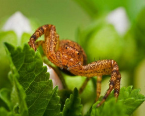 Картинка животные пауки