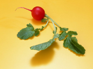 Картинка еда редис репа редька