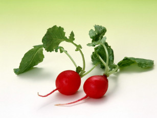 Картинка еда редис репа редька