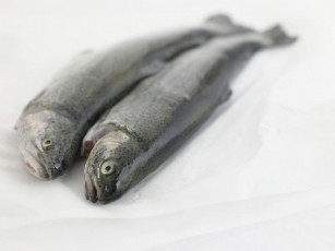 Картинка еда рыба морепродукты суши роллы