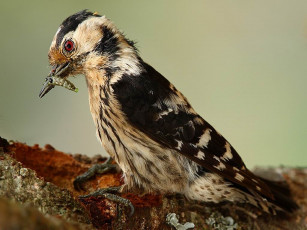 Картинка животные дятлы