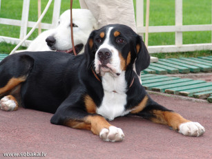 Картинка животные собаки