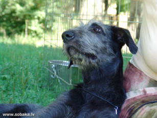 Картинка животные собаки