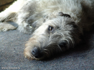 Картинка животные собаки