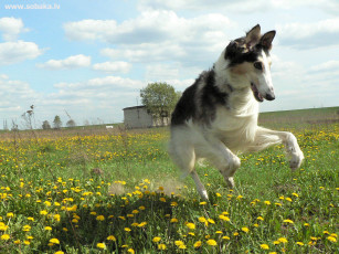 Картинка животные собаки